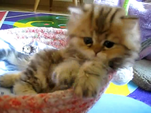 Cute Persian kitten, Intrepid - 07.30.11_20121007-22421643