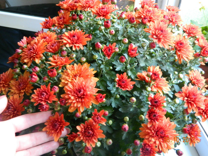 Achizitii 2012 - Crizanteme 2012