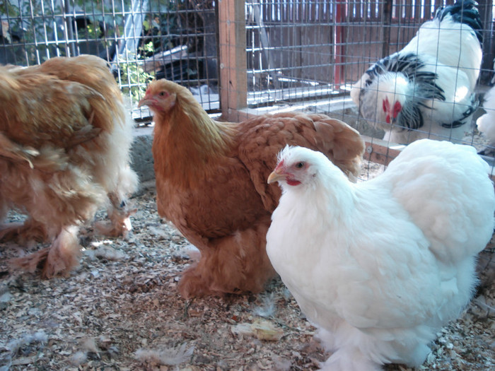 PUICA COCHI GALBEN BELGIA