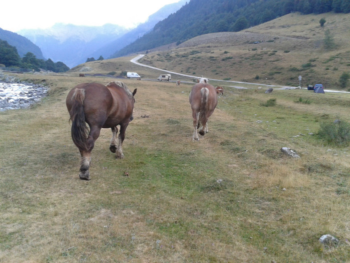 135 - Vacanta 2012