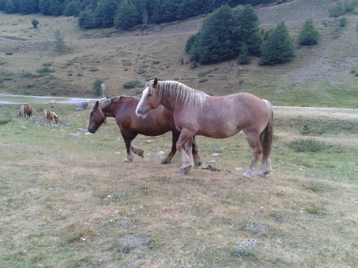 136 - Vacanta 2012