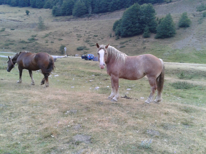 137 - Vacanta 2012