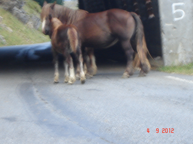 DSC02768 - Vacanta 2012