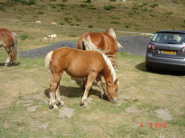 DSC02999 - Vacanta 2012
