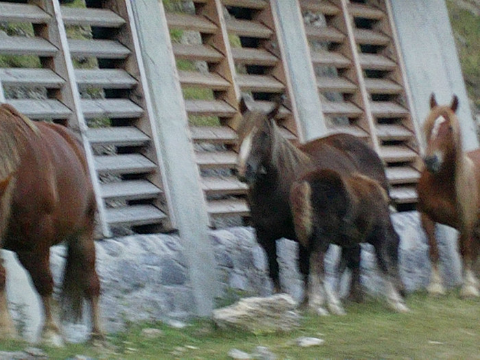 IMAG0067 - Vacanta 2012