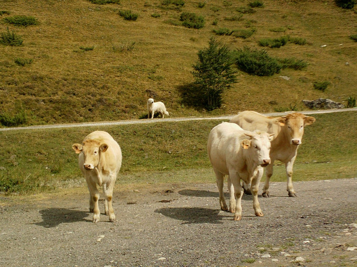 IMAG0227 - Vacanta 2012
