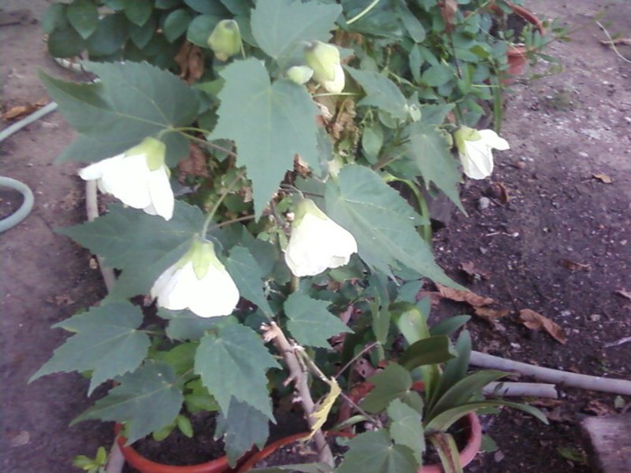  - A-Flori 2012
