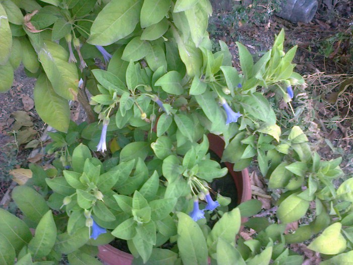  - A-Flori 2012