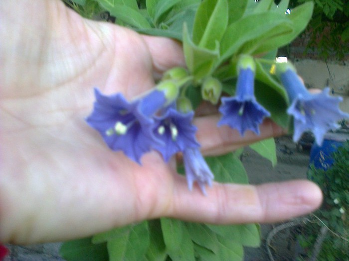  - A-Flori 2012