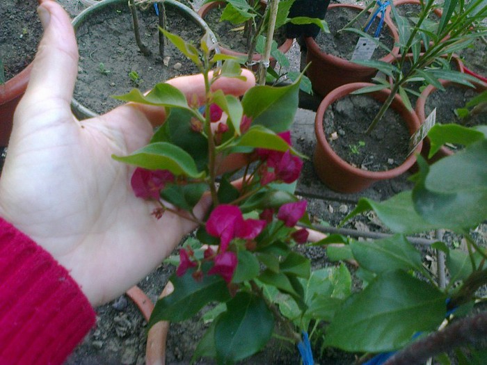  - A-Flori 2012
