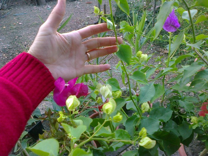  - A-Flori 2012