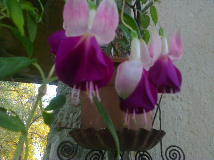  - A-Flori 2012