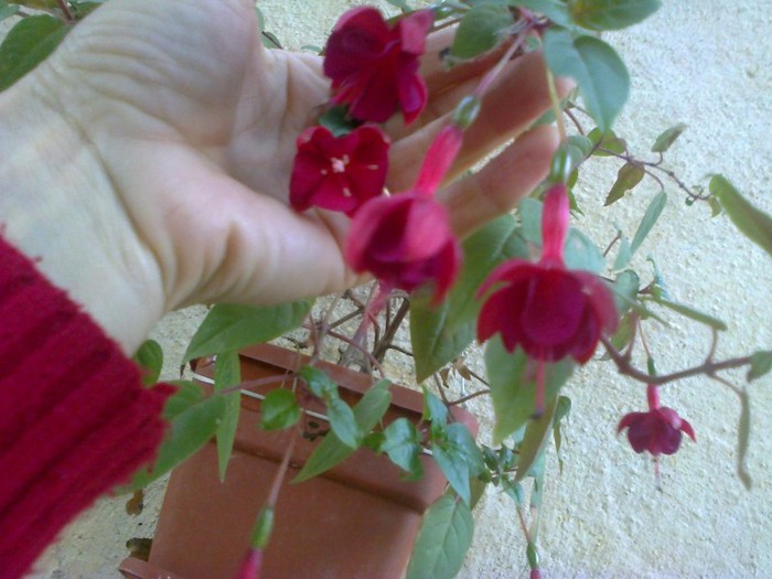  - A-Flori 2012