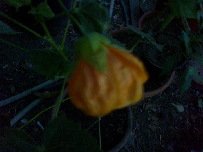  - A-Flori 2012