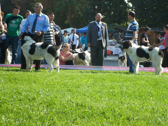 P1020815 - 7_ Euro Dog Show 2012