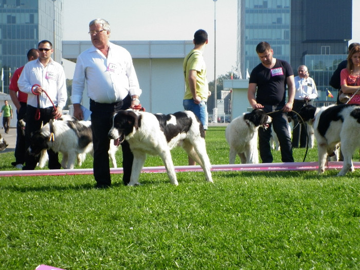 P1020816 - 7_ Euro Dog Show 2012