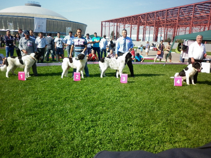 P1020818 - 7_ Euro Dog Show 2012