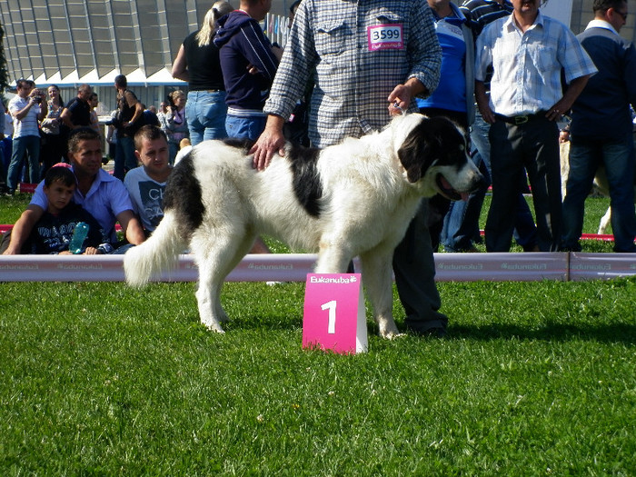 P1020820 - 7_ Euro Dog Show 2012