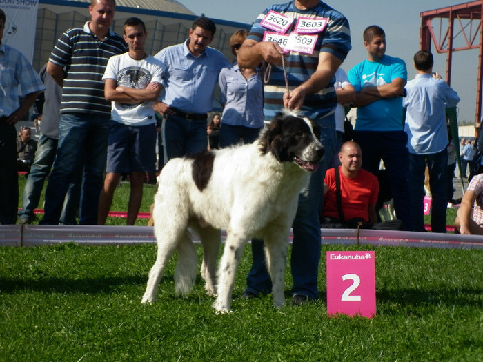 P1020821 - 7_ Euro Dog Show 2012