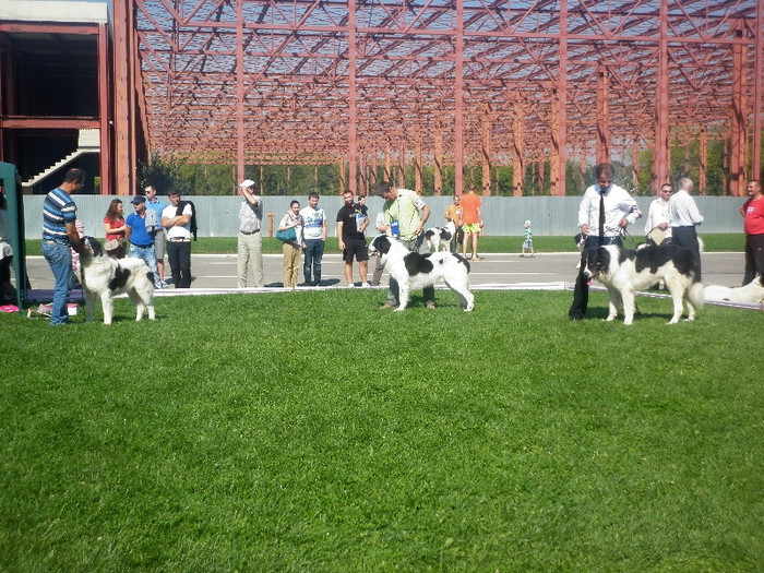 P1020848 - 7_ Euro Dog Show 2012