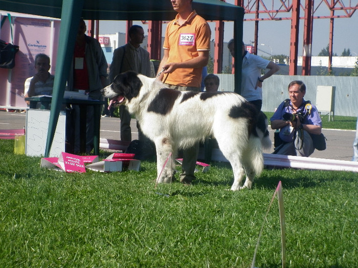 P1020844 - 7_ Euro Dog Show 2012