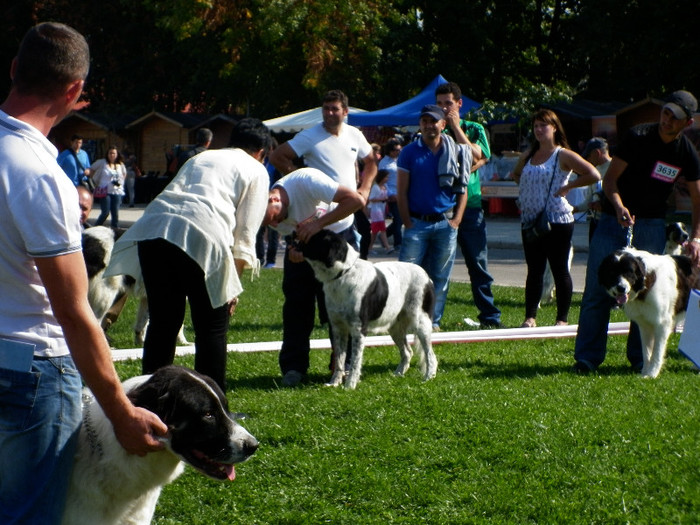 P1020857 - 7_ Euro Dog Show 2012