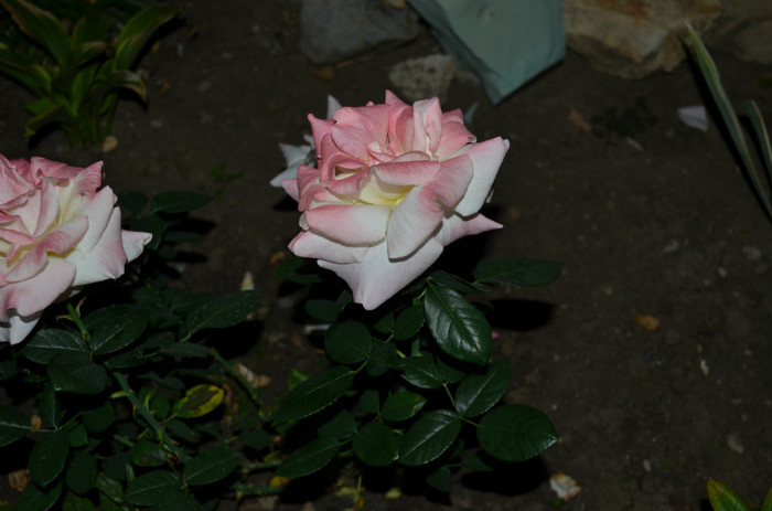 DSC_0040 - Trandafiri 2012