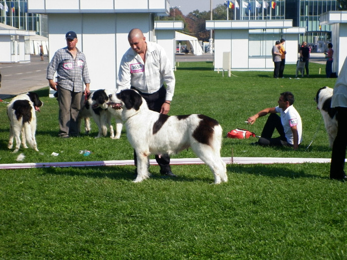 P1020867 - 7_ Euro Dog Show 2012