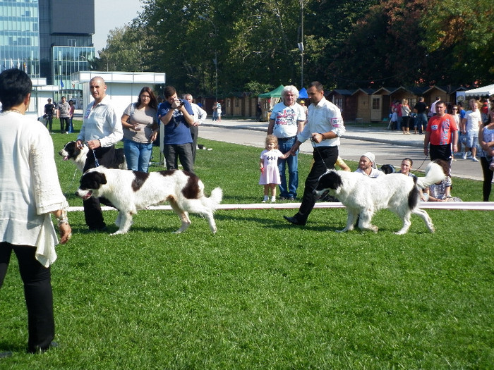 P1020868 - 7_ Euro Dog Show 2012