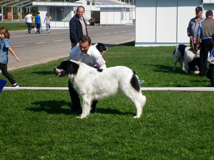 P1020873 - 7_ Euro Dog Show 2012