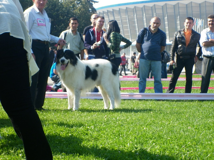 P1020831 - 7_ Euro Dog Show 2012