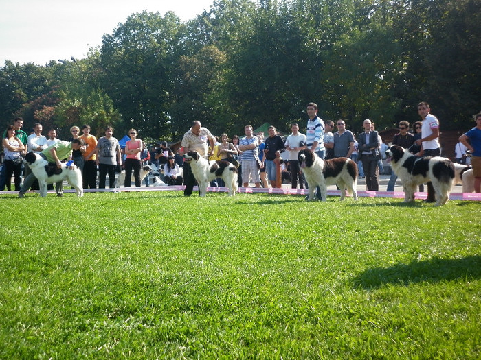 P1020829 - 7_ Euro Dog Show 2012