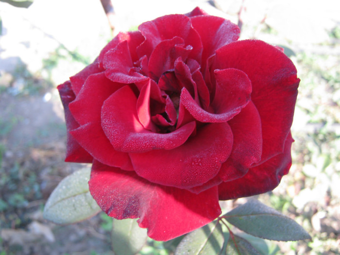 IMG_2561 - valul III de inflorire