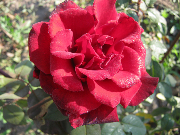 IMG_2562 - valul III de inflorire