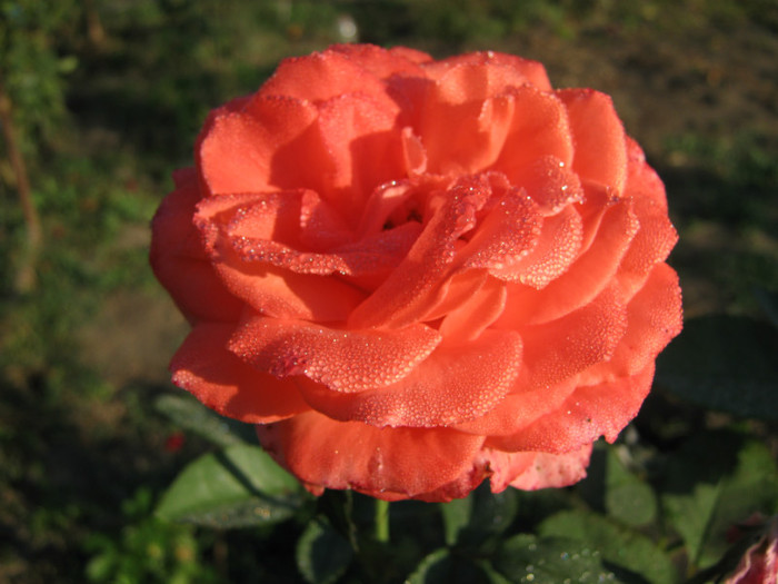 IMG_2563 - valul III de inflorire