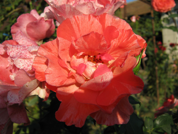 IMG_2564 - valul III de inflorire