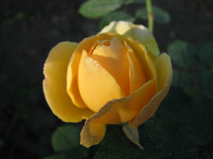 IMG_2565 - valul III de inflorire