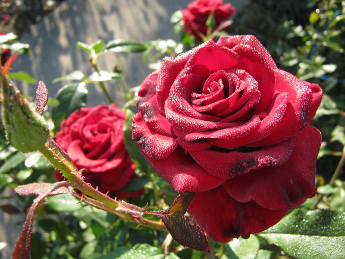 IMG_2570 - valul III de inflorire