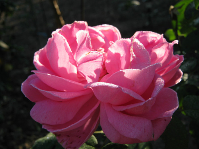 IMG_2572 - valul III de inflorire