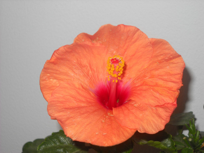 6 oct-PIERDUT - HIBISCUS - 2012
