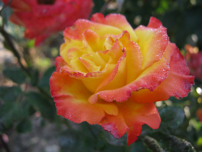 IMG_2573 - valul III de inflorire