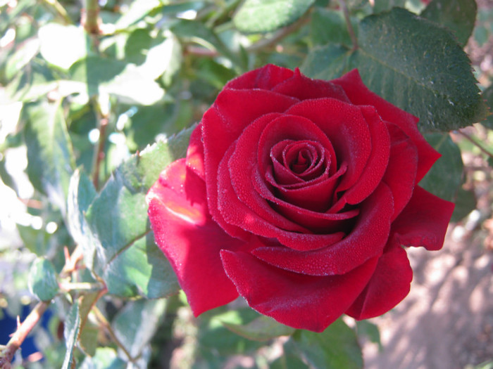 IMG_2575 - valul III de inflorire