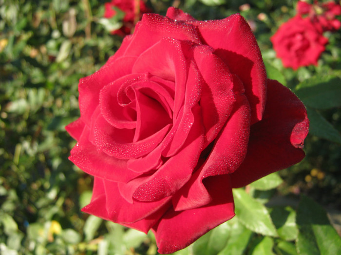 IMG_2577 - valul III de inflorire