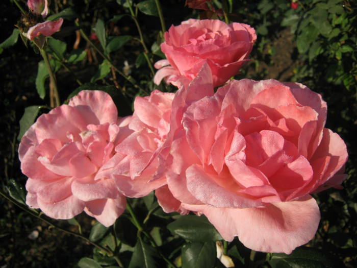 IMG_2579 - valul III de inflorire