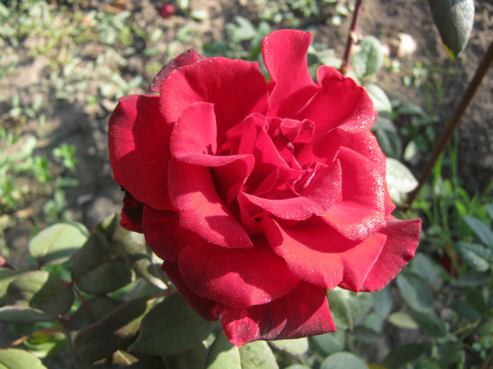 IMG_2580 - valul III de inflorire