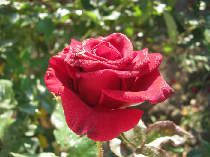 IMG_2584 - valul III de inflorire