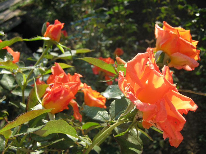 IMG_2586 - valul III de inflorire