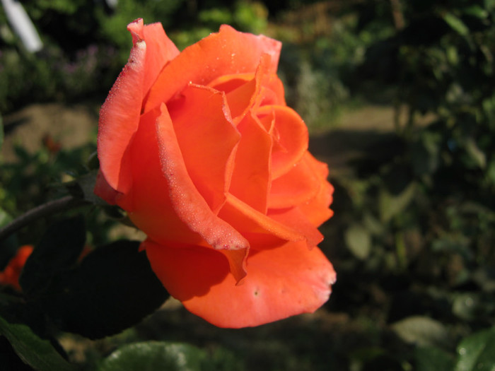 IMG_2588 - valul III de inflorire