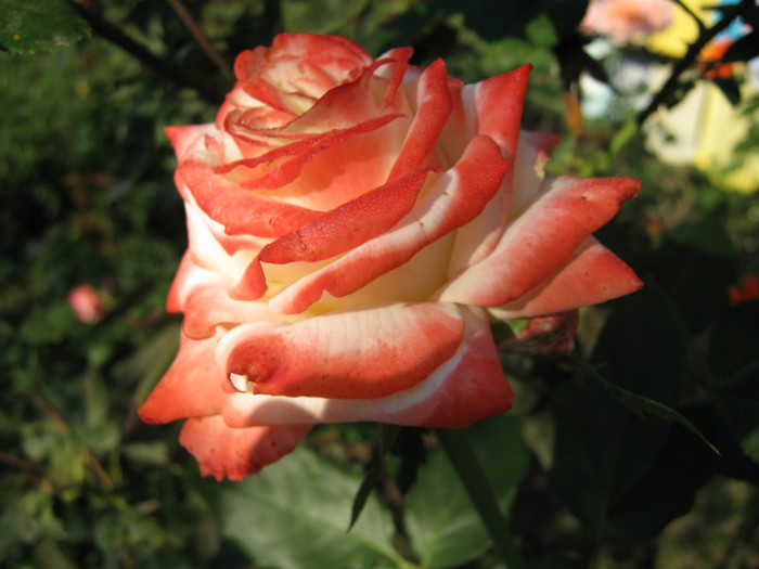 IMG_2589 - valul III de inflorire