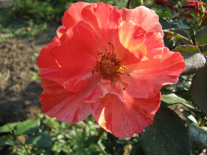 IMG_2591 - valul III de inflorire